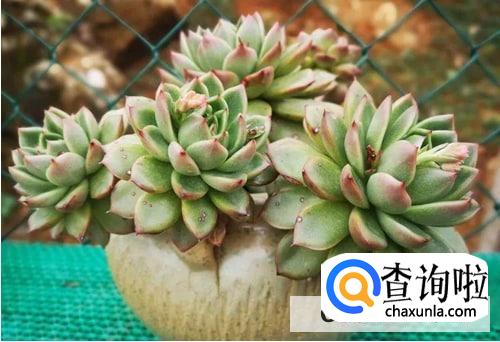 多肉植物夏天怎么养护