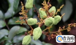 荔枝的种植方法及生长特性