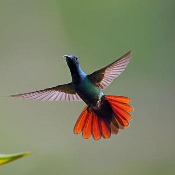 有可以倒着飞的鸟吗