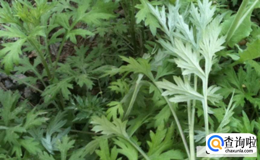 端午节几点钟挂艾草好