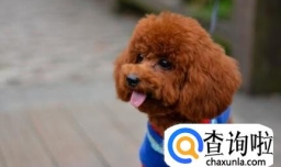 泰迪一直很瘦怎么办呢？