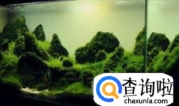 水族鱼缸草缸为什么要换水？如何换水？