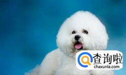 比熊狗狗如何喂养合理