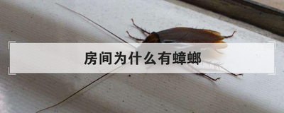房间为什么有蟑螂