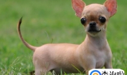 怎么挑选吉娃娃的狗粮,幼犬、老犬吃含钙高的狗粮好