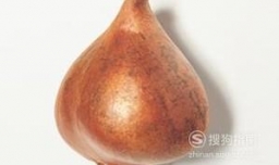 郁金香的水培方法