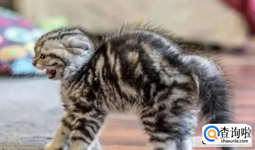 猫咪乱尿怎么办