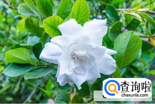 怎么养栀子花盆栽水培