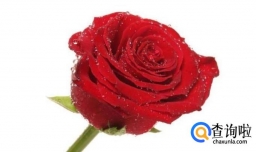 怎样自己DIY玫瑰奶油香皂？