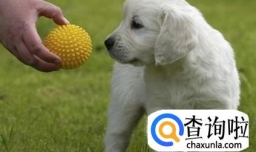 养狗需要准备哪些东西