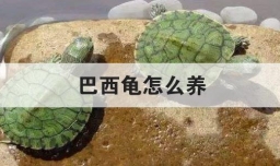 巴西龟怎么养