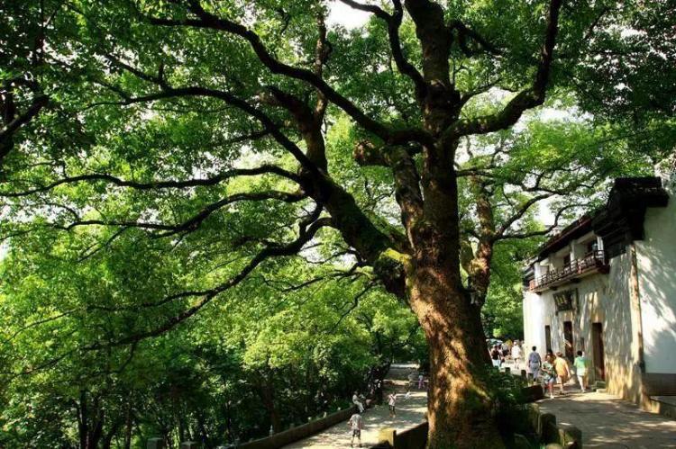 四大镇宅之树是什么