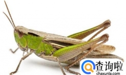 一只蚱蜢怎么养