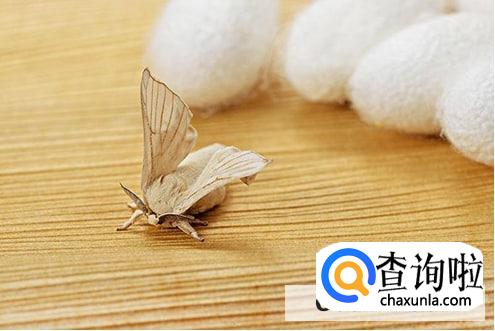 蚕茧上面有个洞的作用