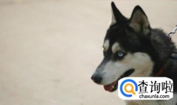 狗狗为什么爱流口水