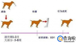 狂犬病一般多长时间会发作？