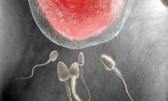 冻卵是什么意思啊