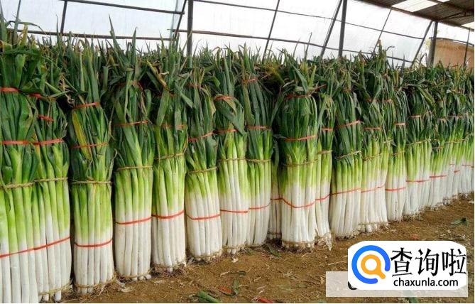 生吃大葱有什么功效