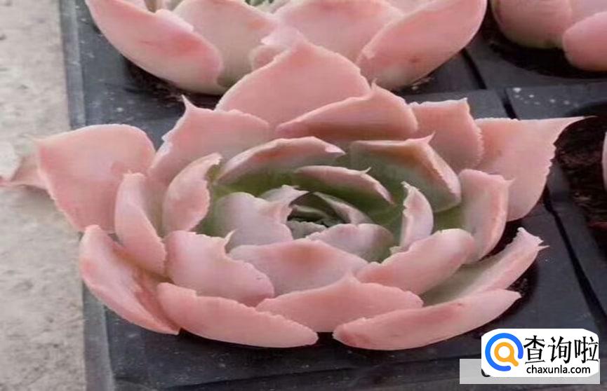 樱花锦多肉怎么养活呢