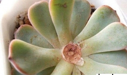 多肉干了怎么快速补救