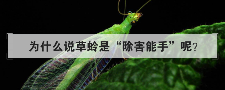 为什么说草蛉是除害能手呢
