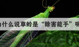 为什么说草蛉是除害能手呢