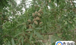 怎样栽培巴旦木？