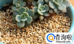多肉铺面用什么最好