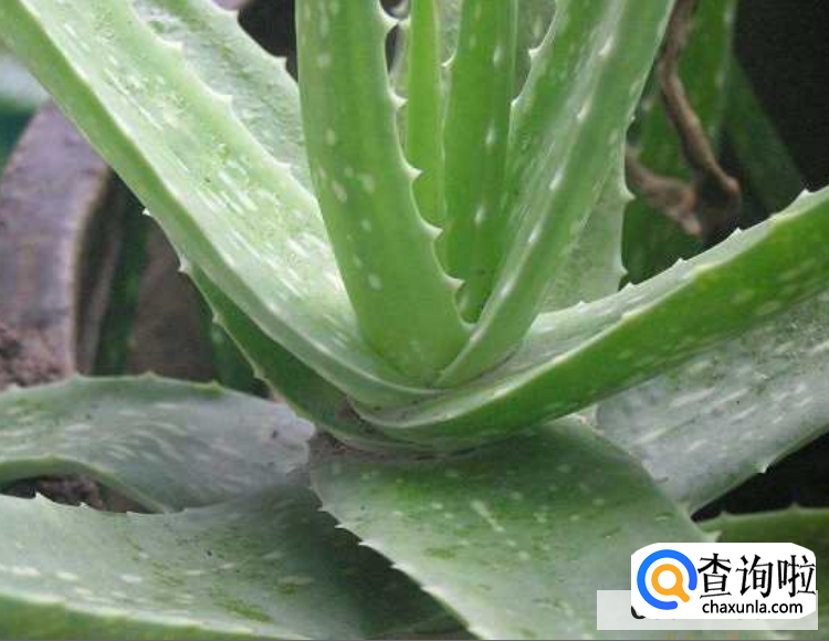 芦荟干瘪卷叶怎么办