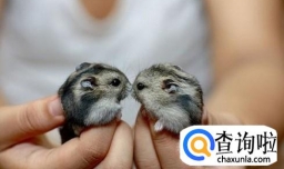 如何利用旧物给小仓鼠营造一个温馨家园