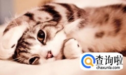 不让猫咪上床睡觉的妙招