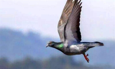 古代五种通信方式