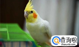 玄凤鹦鹉手养技巧