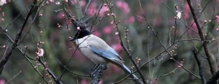 立春的含义是什么