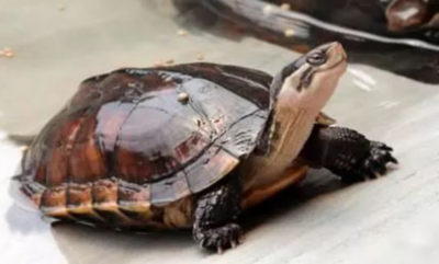 石金钱龟的功效与作用