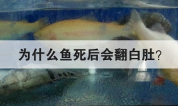 为什么鱼死后会翻白肚