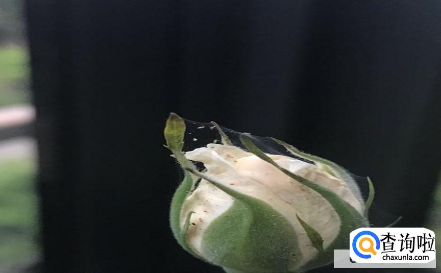 月季花上有黑色的虫子处理方法