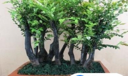 黑骨茶盆景的养殖方法