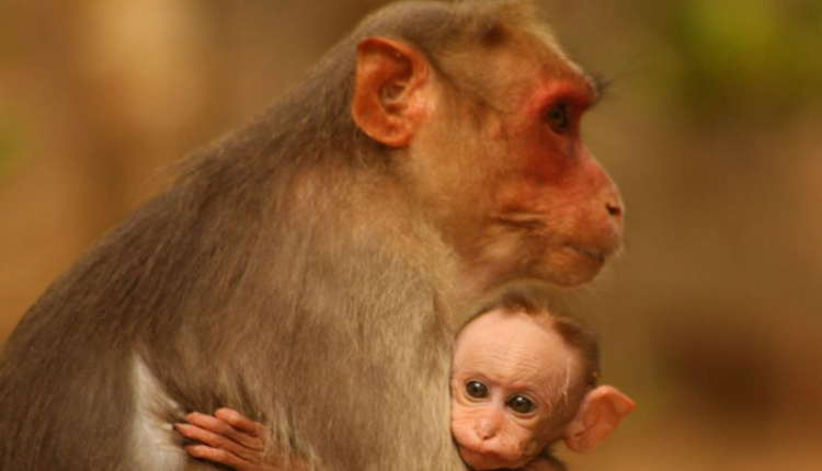 绿水青山指哪个生肖