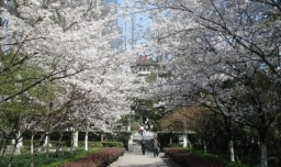 2018南京赏花指南