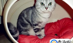 怎么做猫咪房子好看