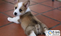 柯基犬腿为什么那么短