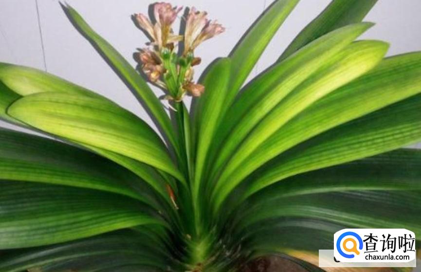 君子兰如何修剪才正确