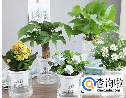 怎么养栀子花盆栽水培