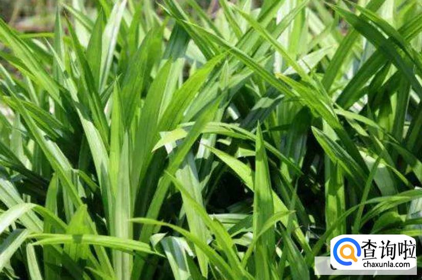 斑斓叶种植方法