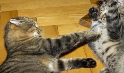 两只猫总是打架怎么办