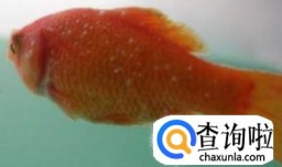 金鱼身上有很多白点怎么办