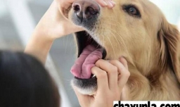 狗半夜乱叫是怎么了