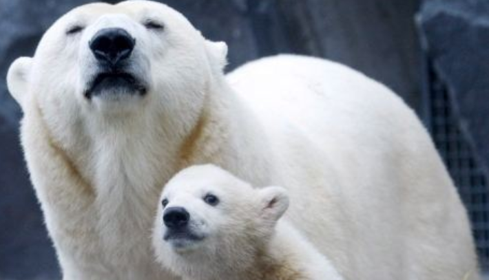 世界动物日的由来