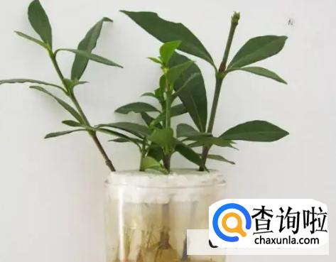 怎么养栀子花盆栽水培